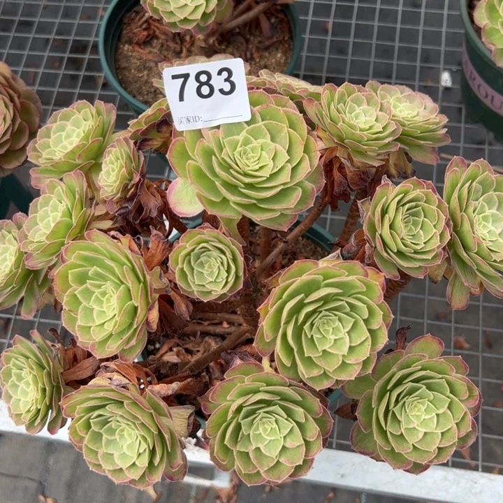 783莲花32厘米左右