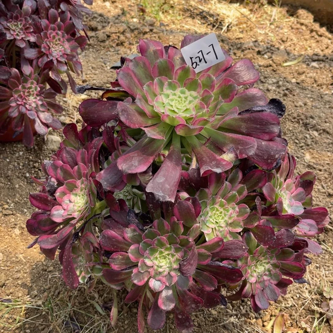 欧5-27-7天和法师锦寄养