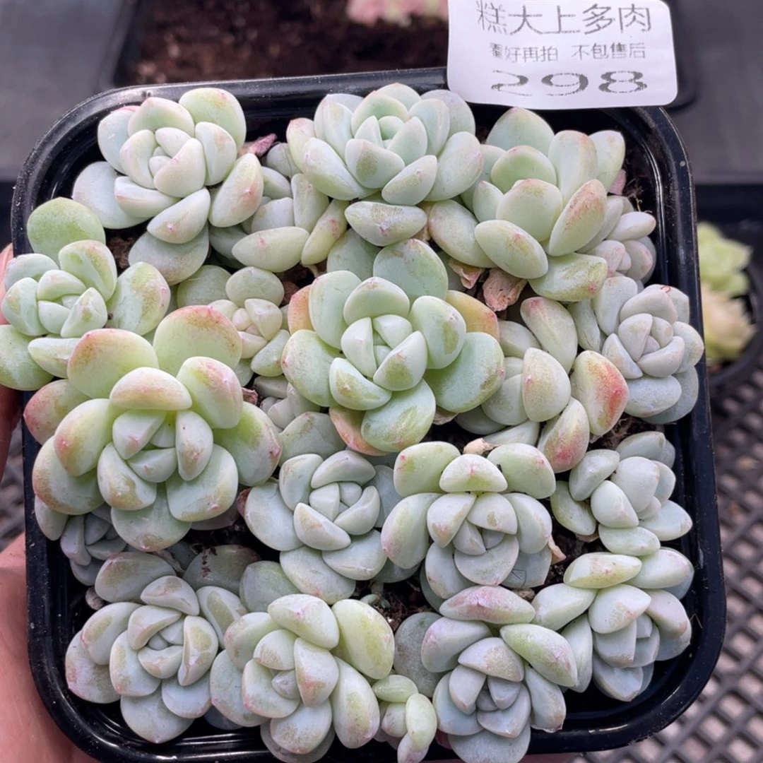 糕大上多肉植物298
