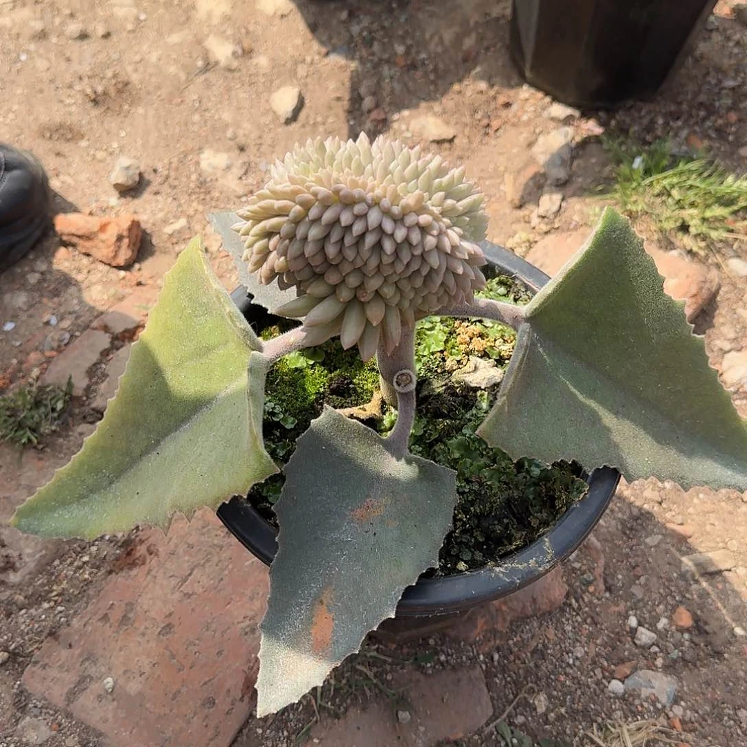 车厘子缀化多肉 0000000