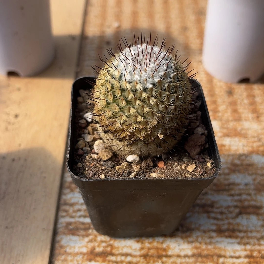 直刺佩雷一物一拍