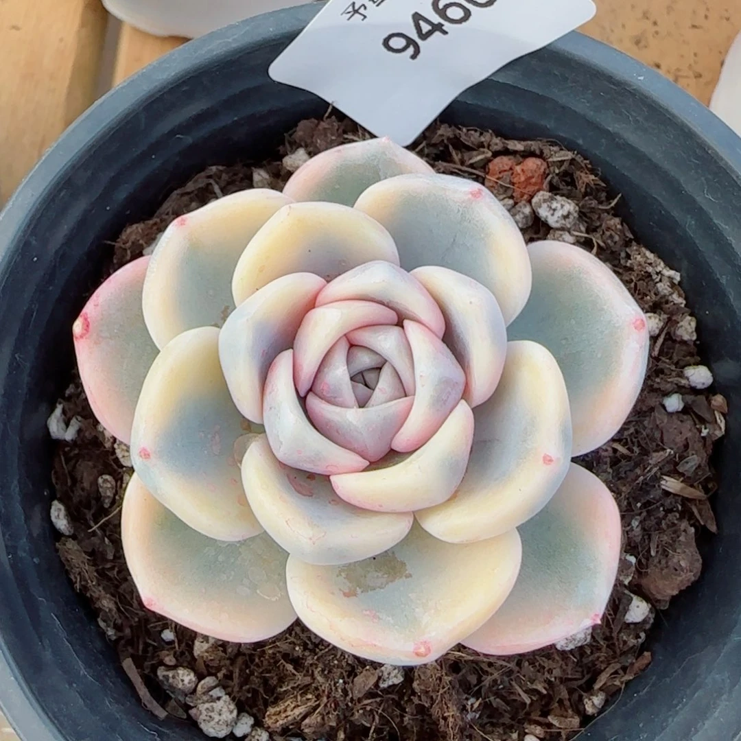 汉堡锦，9460多肉植物