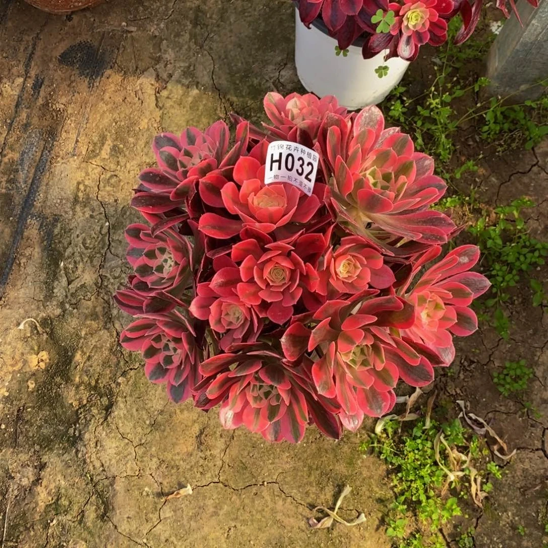 032丛林粉女巫嫩桩