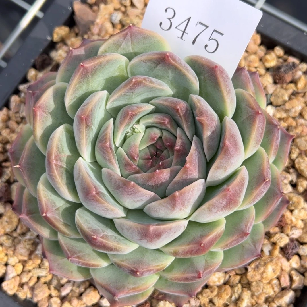 Z*Y3475多肉多多多多多