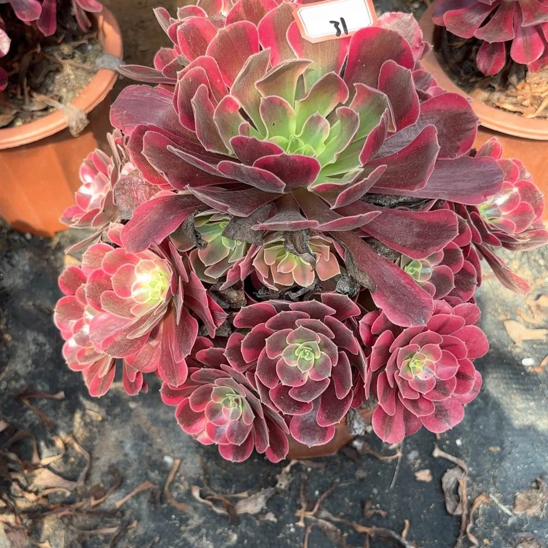 无花朵31风冠多肉植物