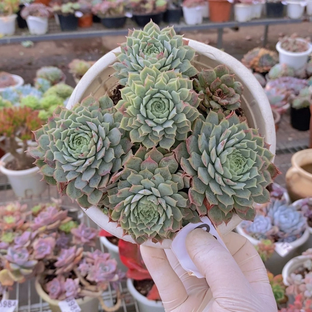0234朱砂痣一物一拍