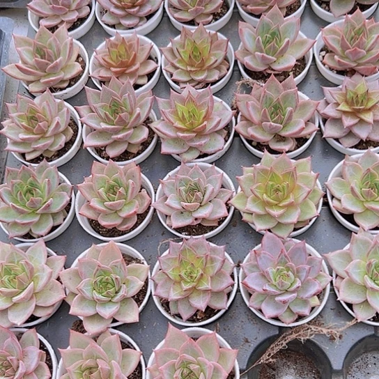 火烈鸟9.9多肉植物