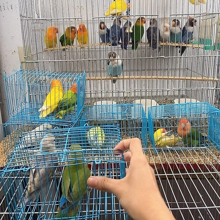 桃脸牡丹鹦鹉贰*绿桃一只高纯碧云天一只