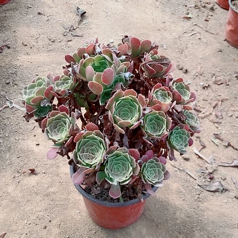 荷兰玫瑰多肉植物法师10