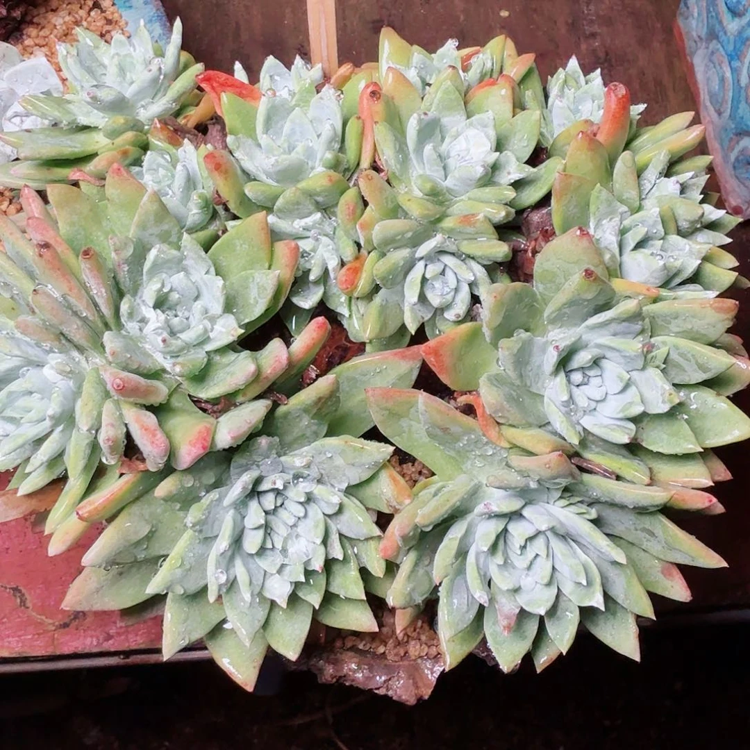 1248法瑞菊仙女杯多肉