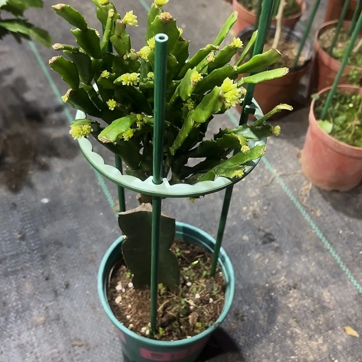 初***惠当前无花栽培后可以开花