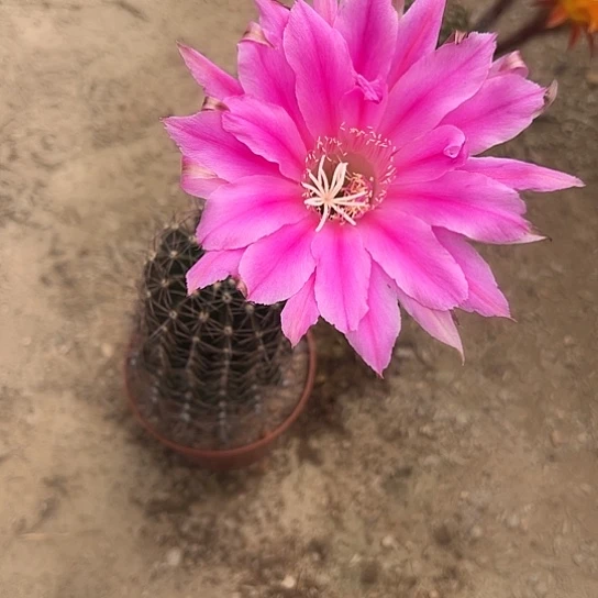 大*实生彩草46789888