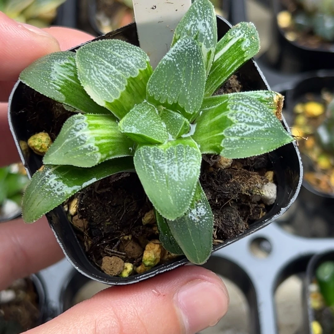 5短肥叶蓝光魔面寿锦一物一拍