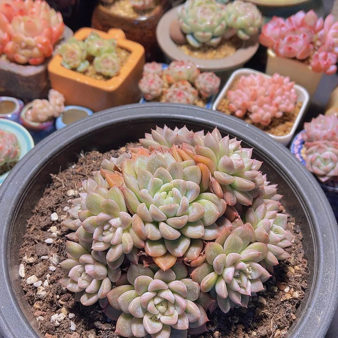 玉*变异流沙,多肉植物