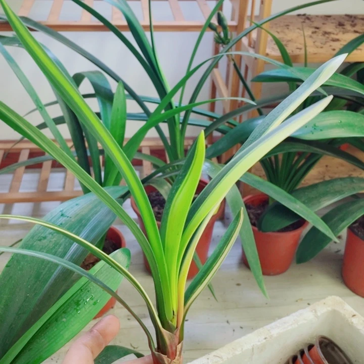 当前无花栽培后可以开花