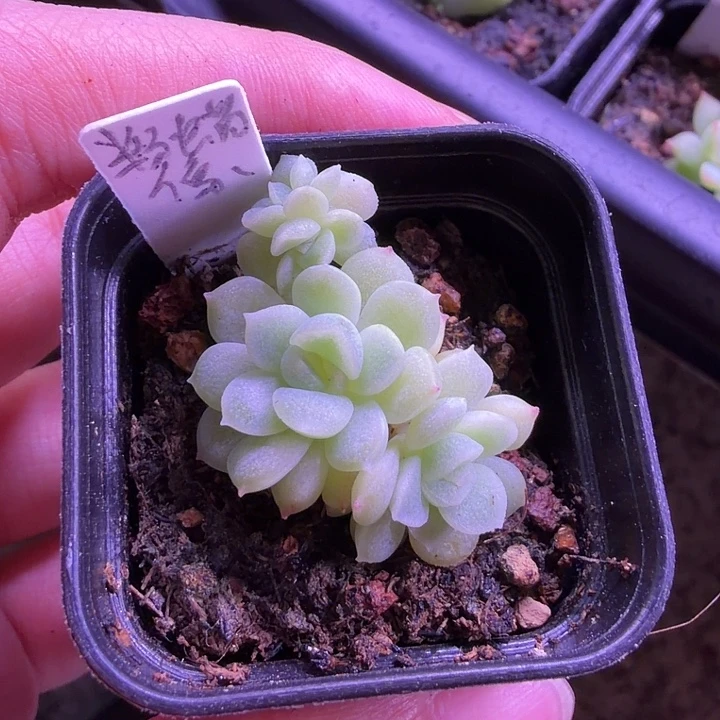 粉白个体蜡像四头