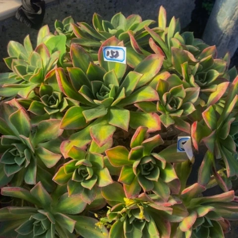 星辰多肉植物一物一拍152多肉