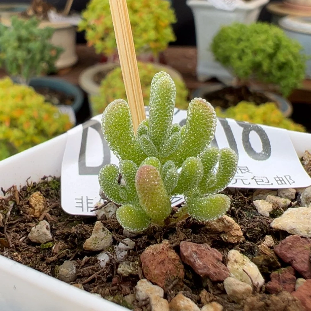 【闪购商品】秒dy6908实生冰晶杂冠幅1.5cm