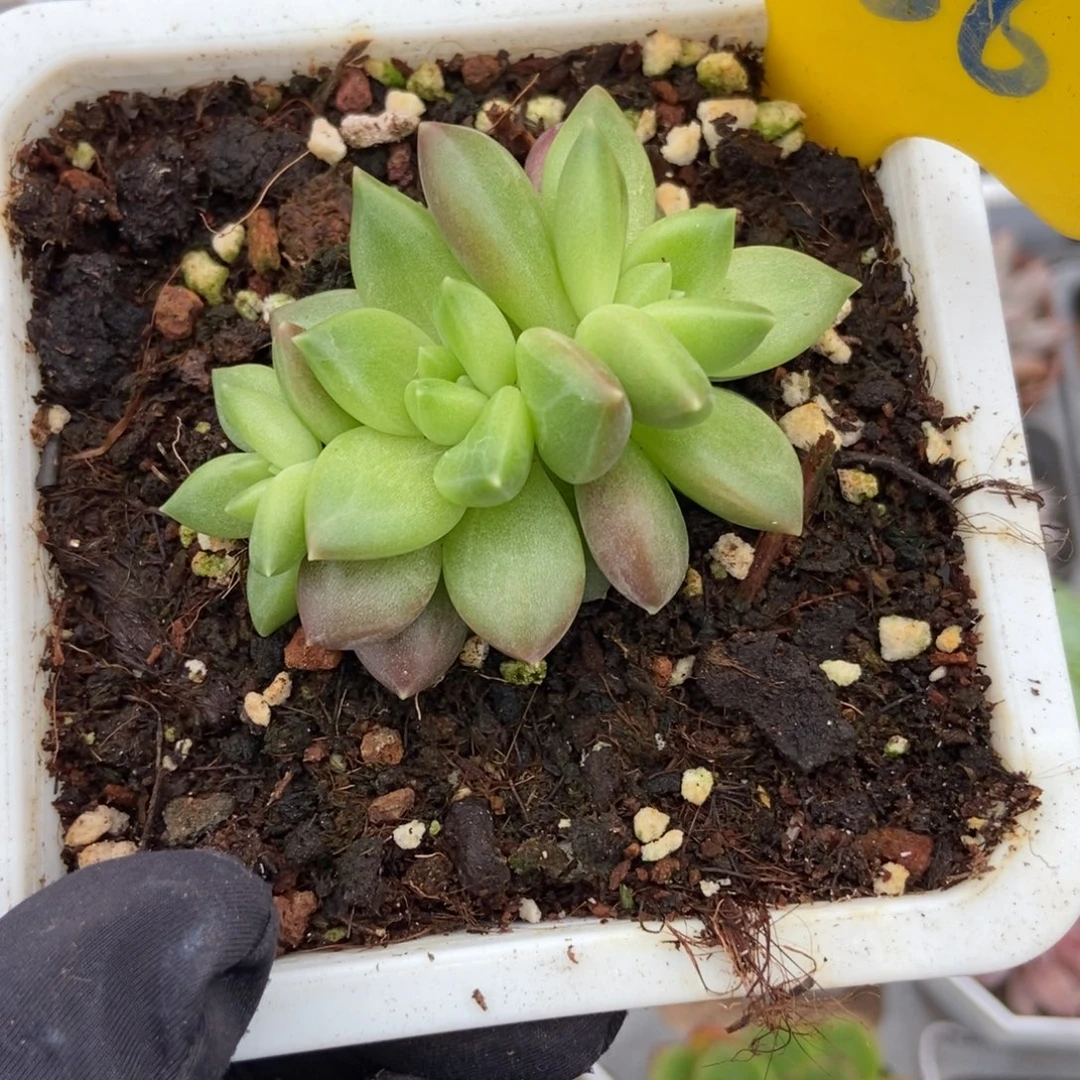 956迷雾泡泡多肉植物保护