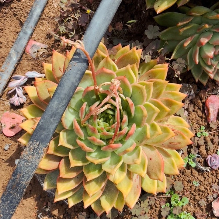 超级弗兰克                28