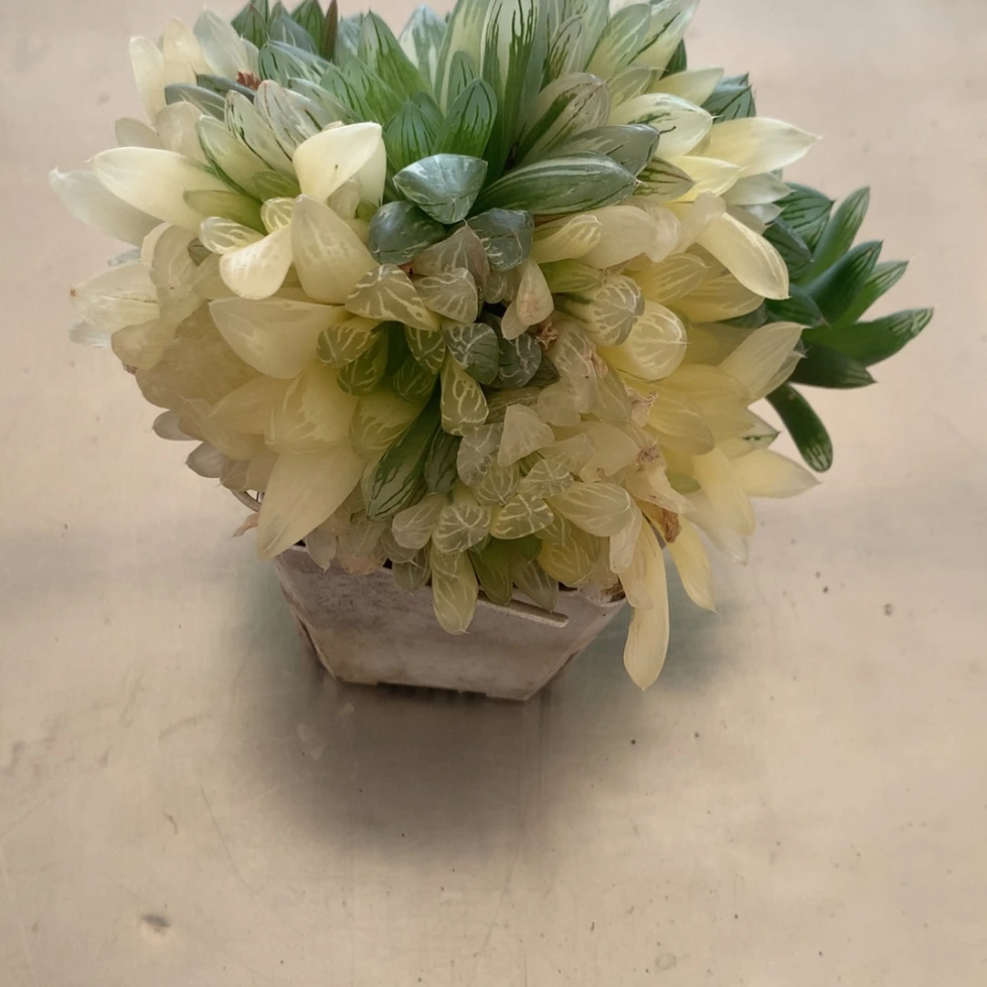 ?****。花火玉露锦一物一拍