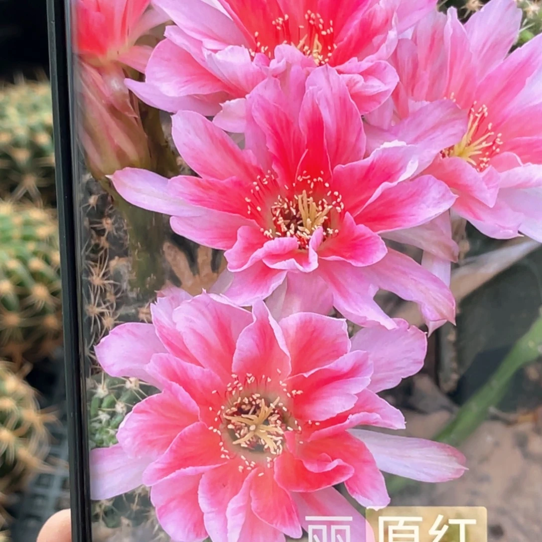 丽 原红侧芽 歪 满20包邮4公分