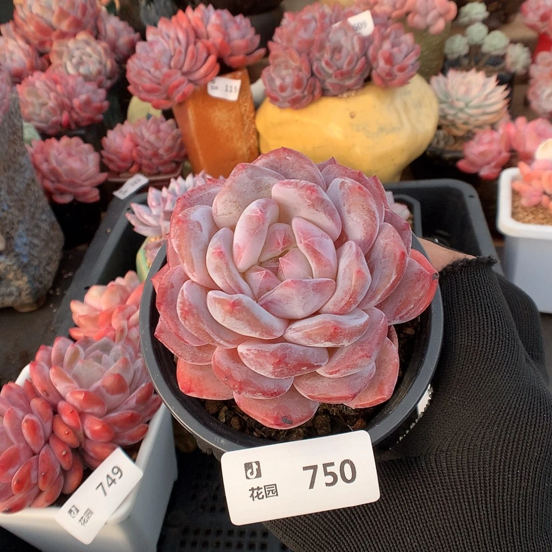 750星影多肉植物6666