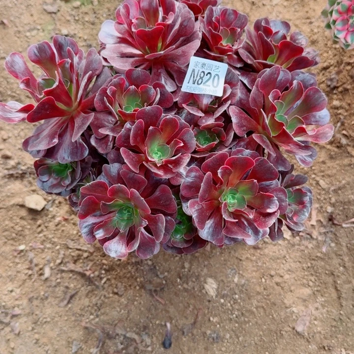 820爱神官服25左右2