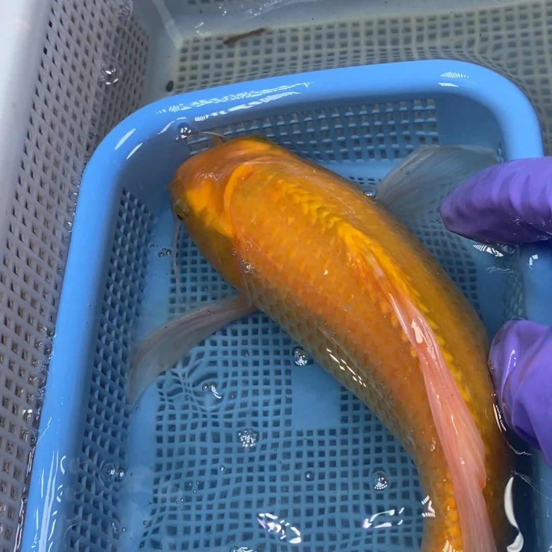 锦鲤冷水锦鲤包邮