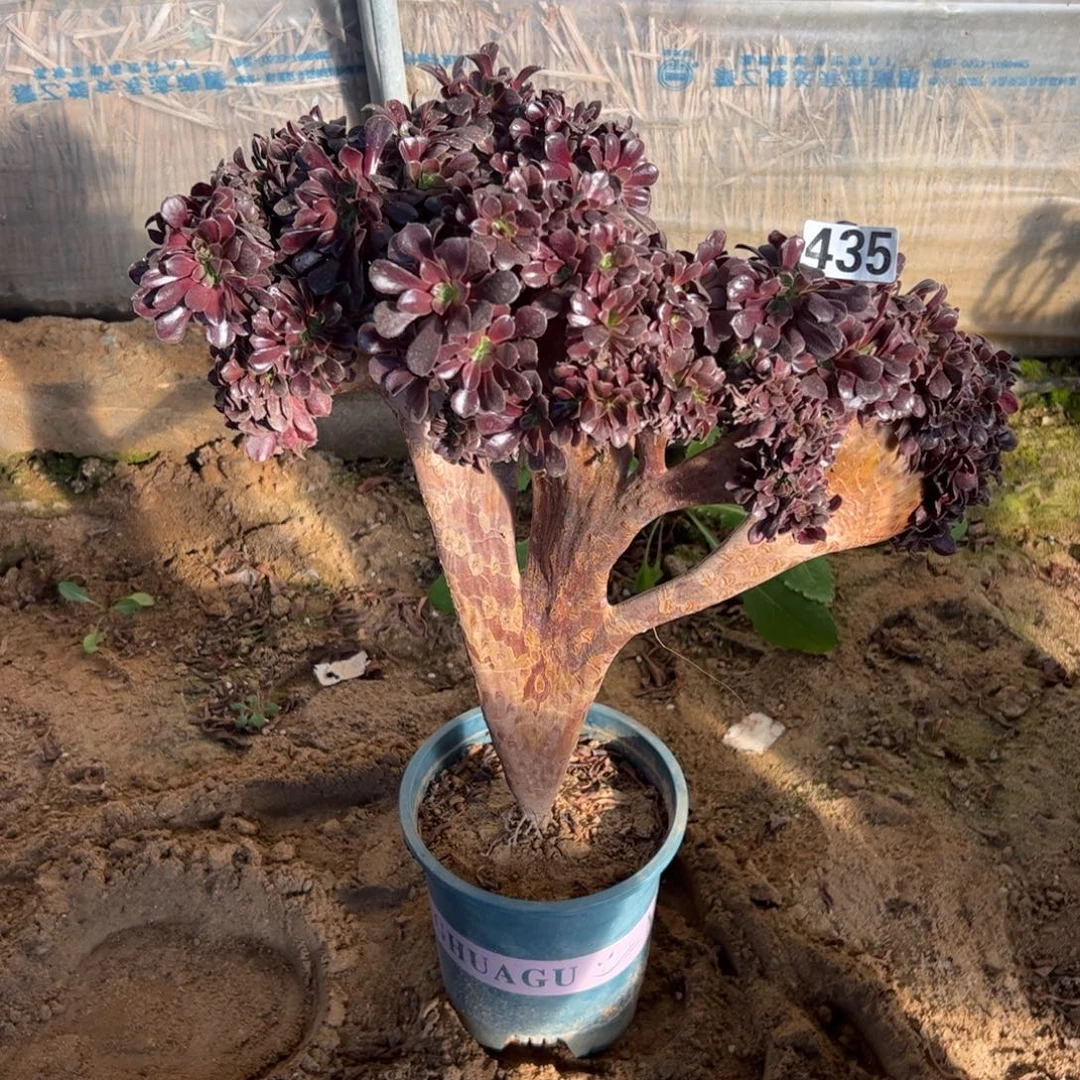 欧紫朵缀435高度40