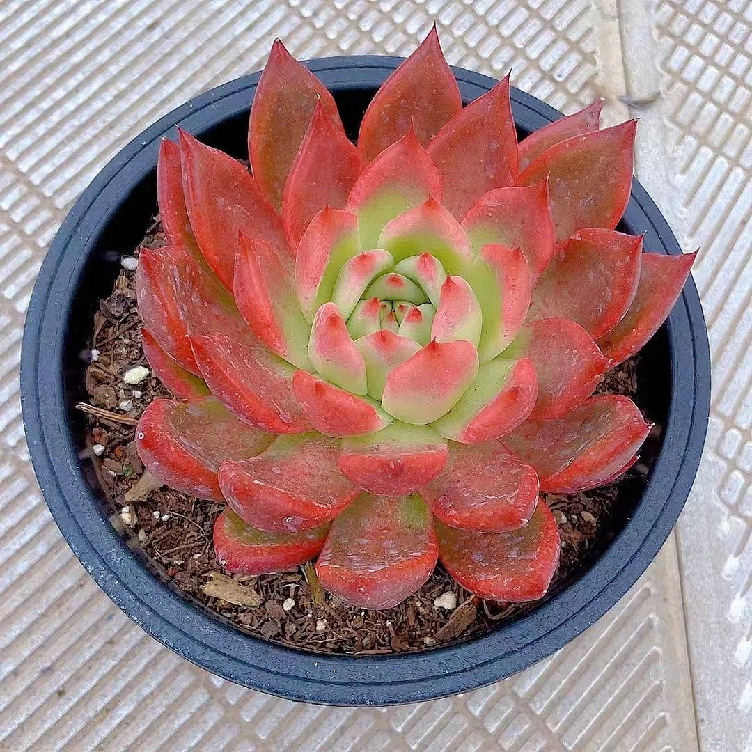 【弗兰克】清姐多肉阳台露台植物栽种养护