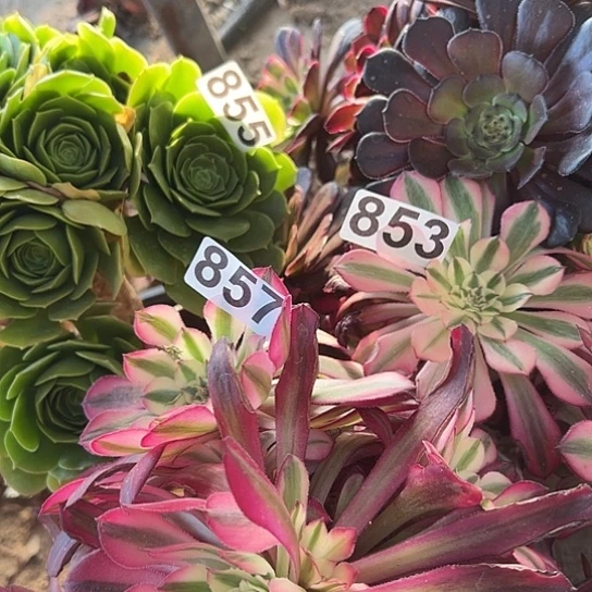 嬛*多肉植物三个