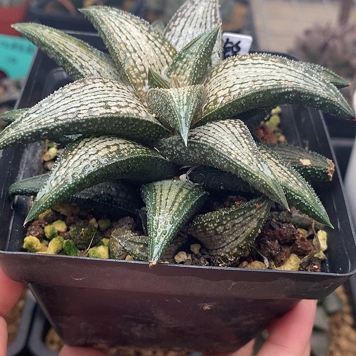 银带桥一物一拍带盆