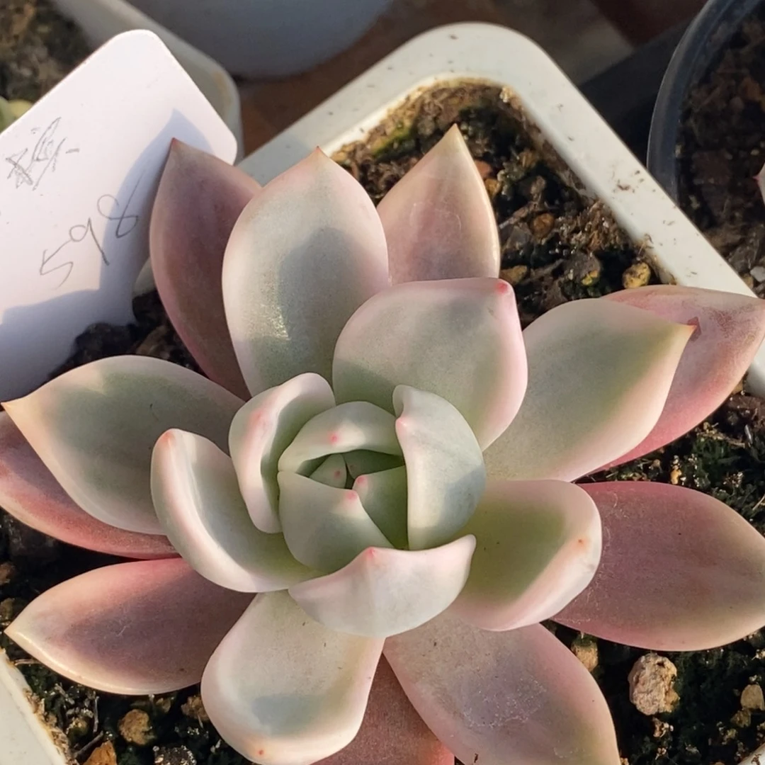 597酒红香槟锦单头带根