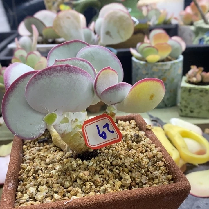 A*y一物一拍白眉多肉29