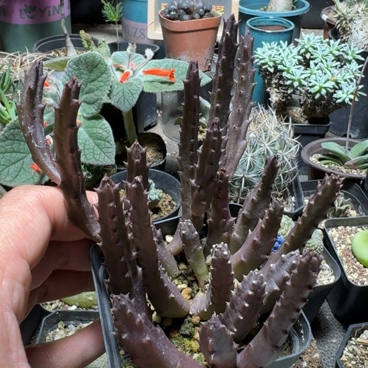 509红萝藦脱土发货