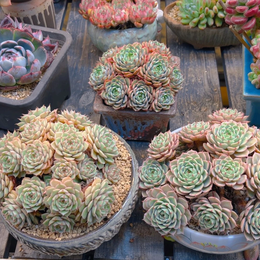 笨巴蒂斯3颗一物一拍