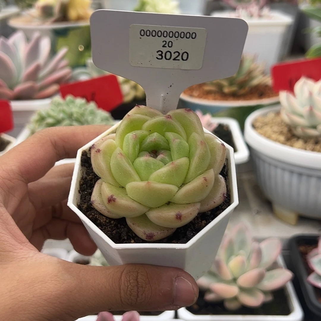 3020号m100珍妮多肉