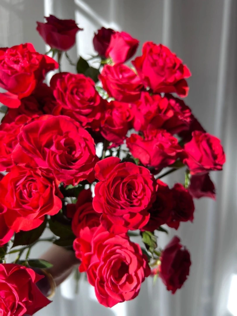 霓虹泡泡多头玫瑰云南直发