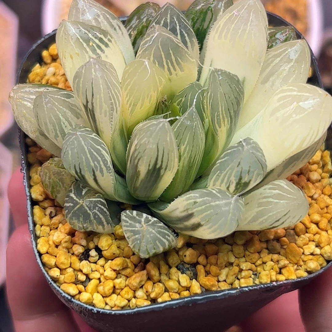 六公分糊斑胭脂十二卷