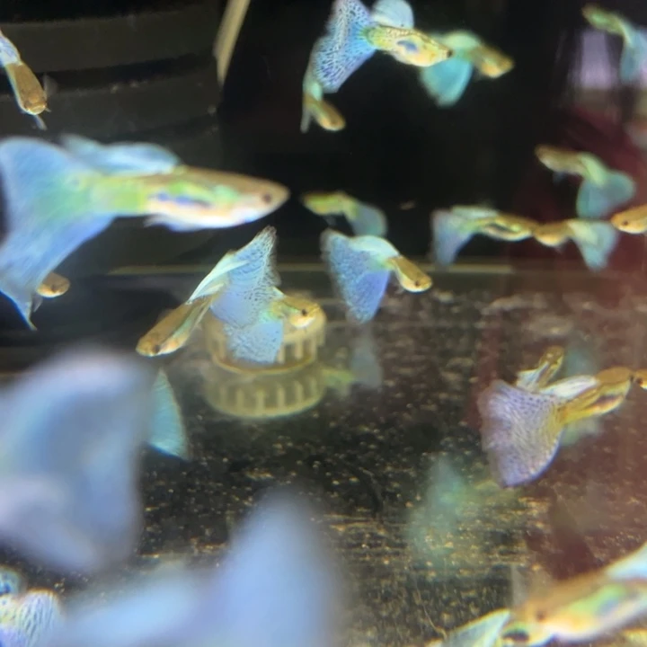 孔雀鱼兰草种鱼两对