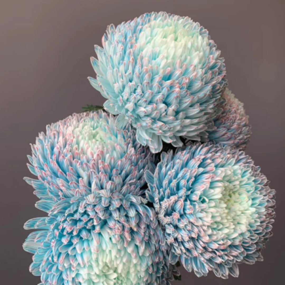 花鲜祉 青花瓷 牡丹菊 5枝/束全场任意两单升级顺丰包邮