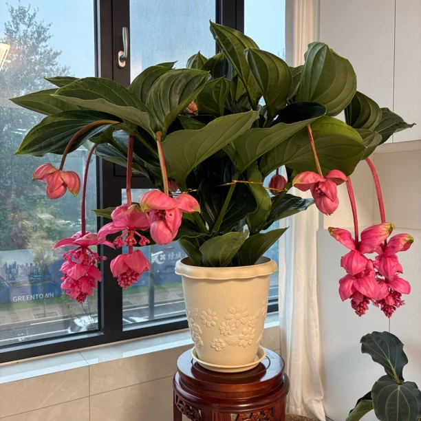 双十一宝莲灯盆栽花大盆带花苞室内阳台大型开花植物高档名贵花卉