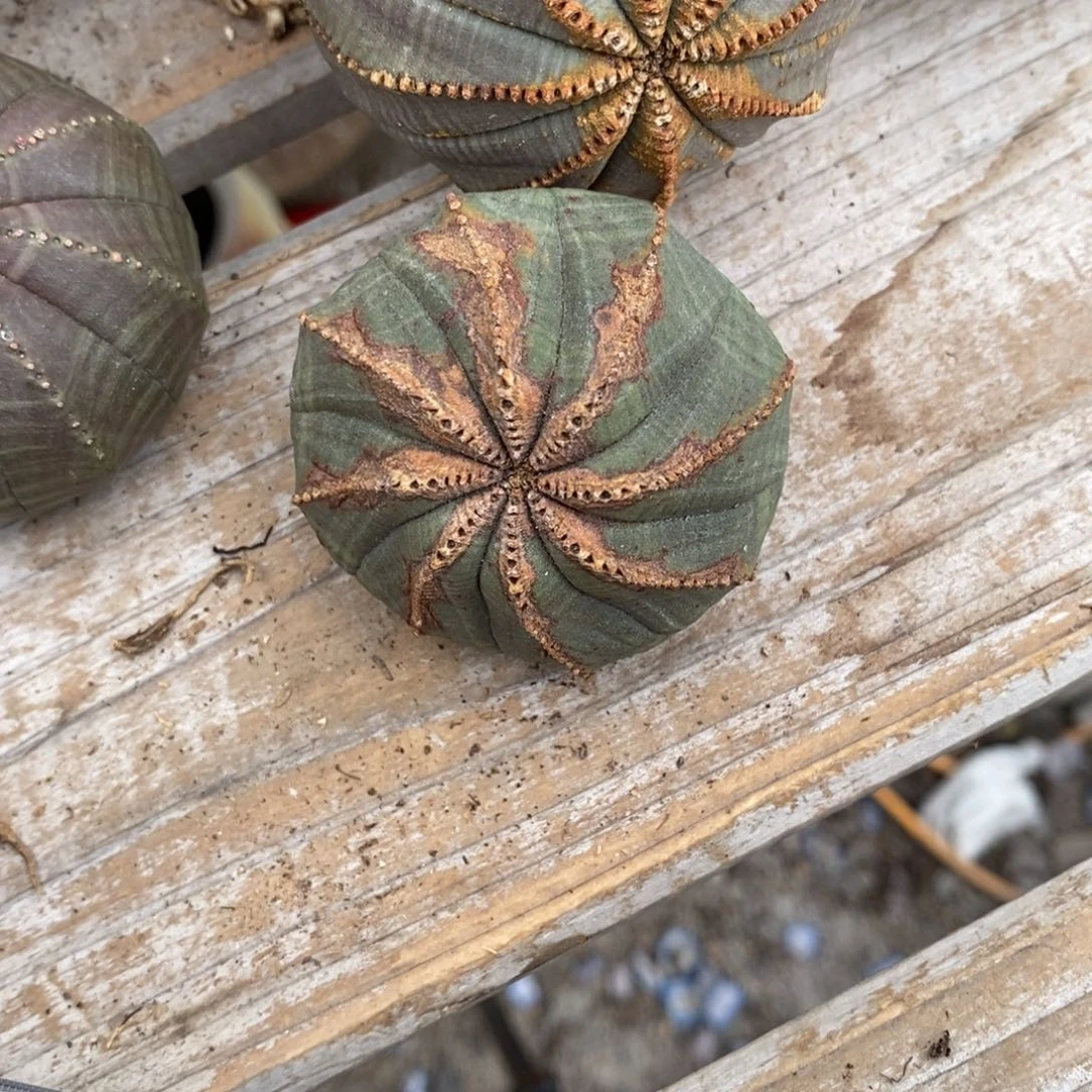 寻***山欧系实生布纹球多肉植物