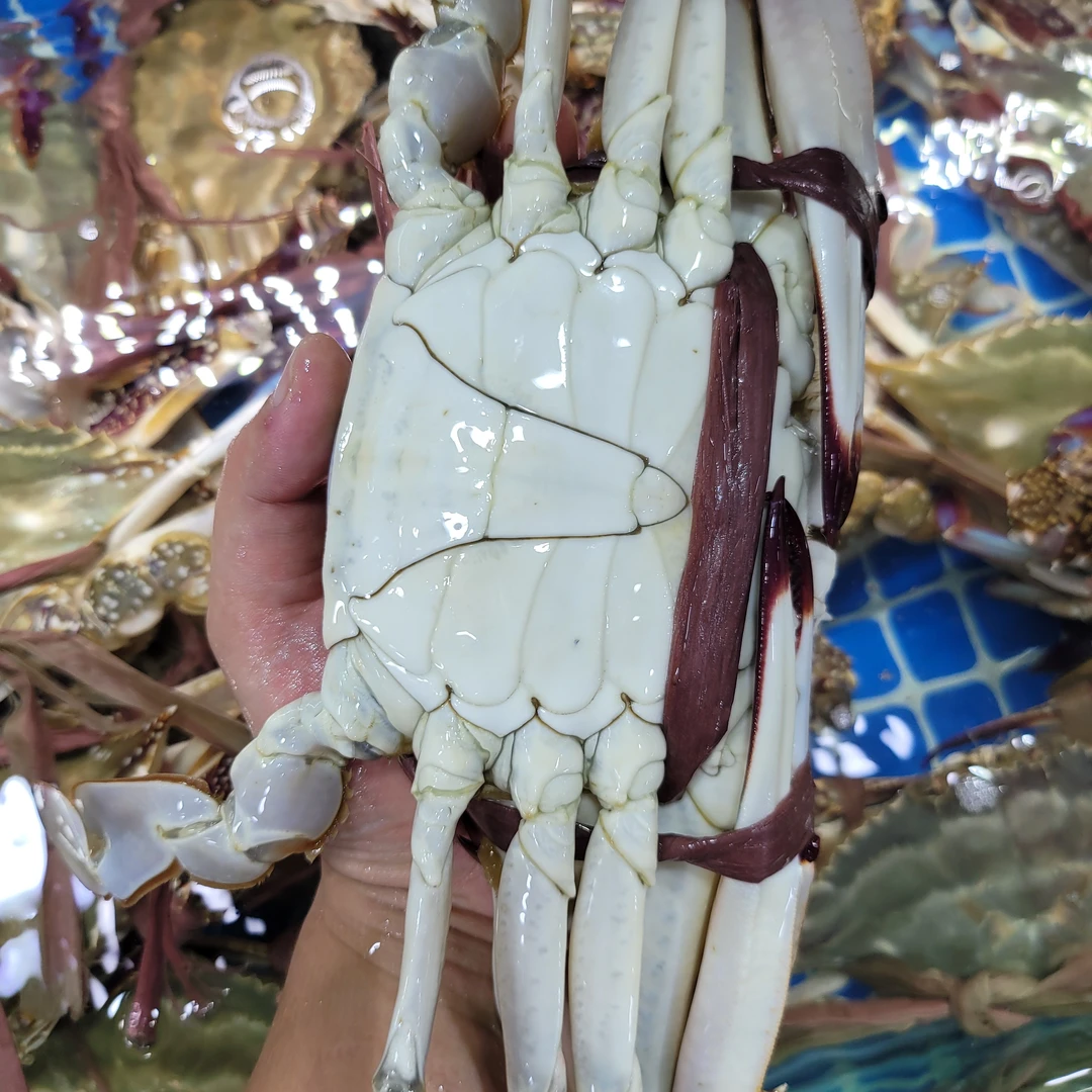 现挑断养梭子蟹3斤装部分断腿（加冰保鲜发货）【保鲜不保活】介意勿拍4-9两 4-8只左右