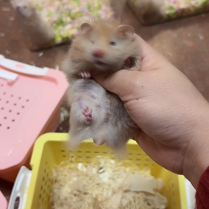 直毛妹妹金丝熊妹妹