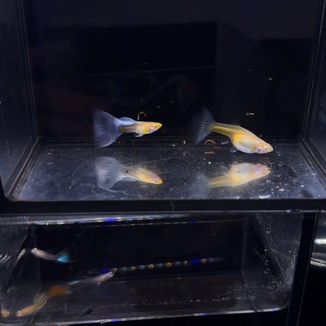 孔雀鱼欧意紫白一对
