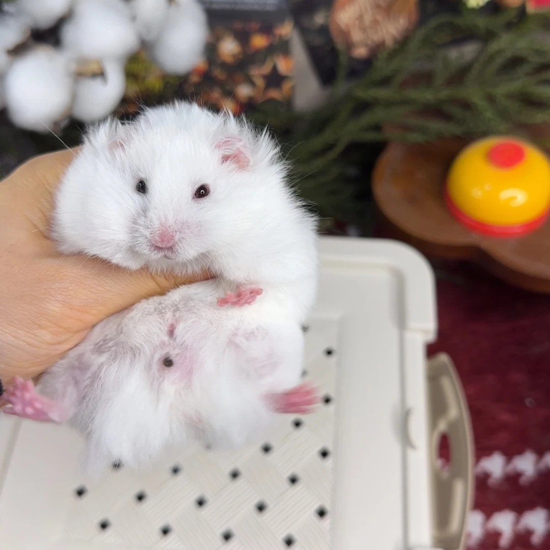 象牙白弟弟11.08生日