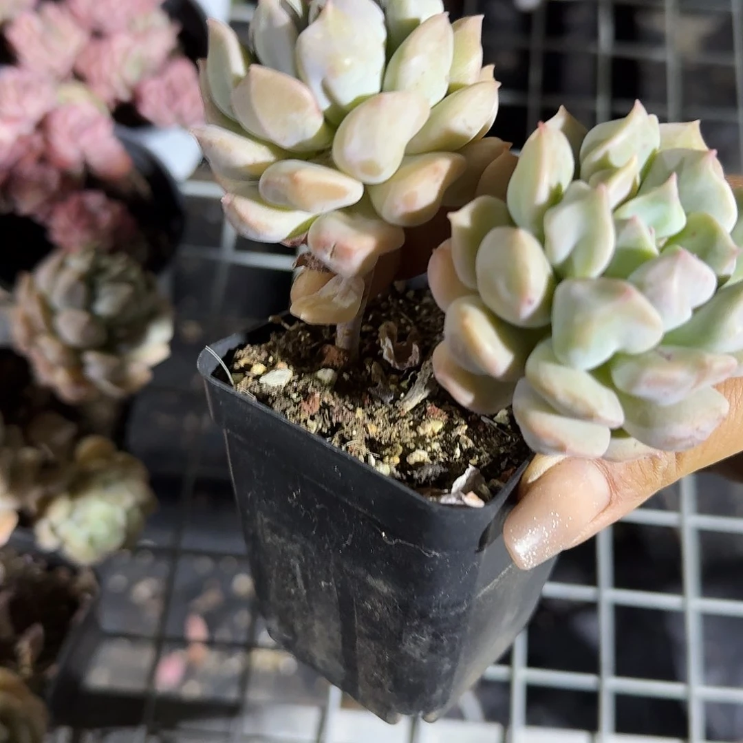 超奶多肉植物名精品
