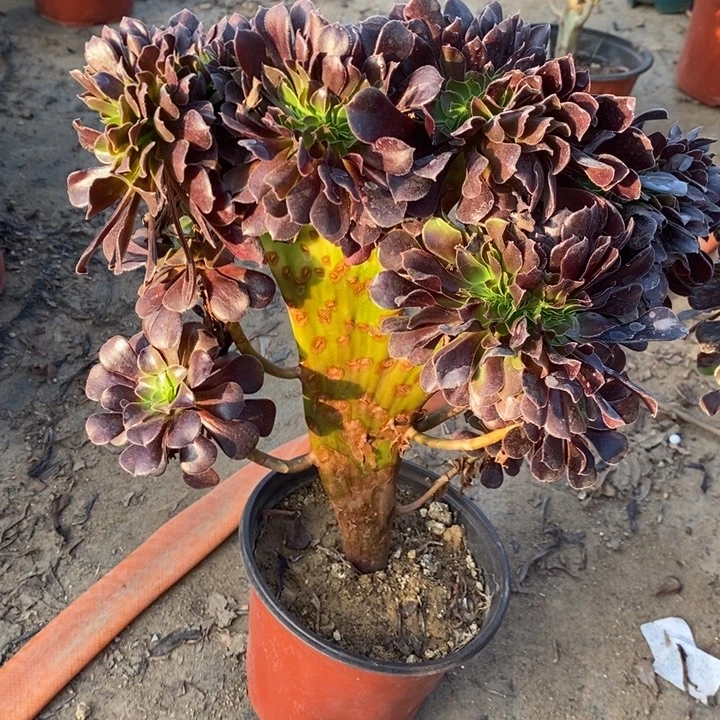 欧紫缀20多肉植物法师法师